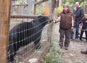 Black Bears waiting to be moved to their new enclosure still under construction.