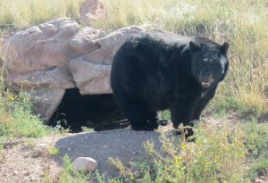 Another Black Bear