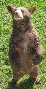 A very curious baby Bear!